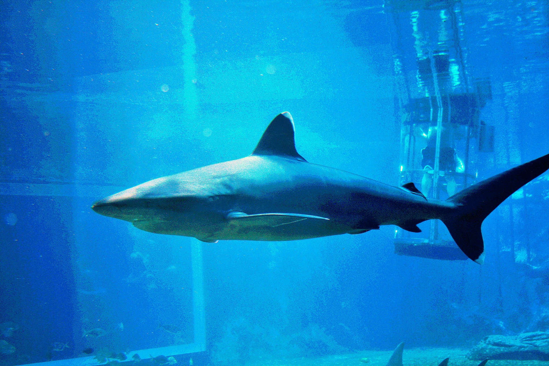shark tank shark water free photo