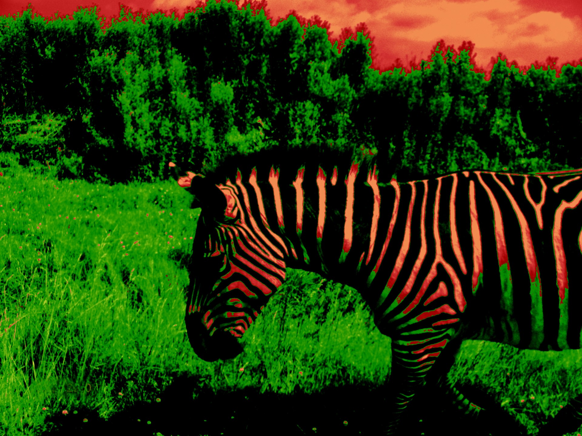 animal zebra posterized zebra # 1 free photo