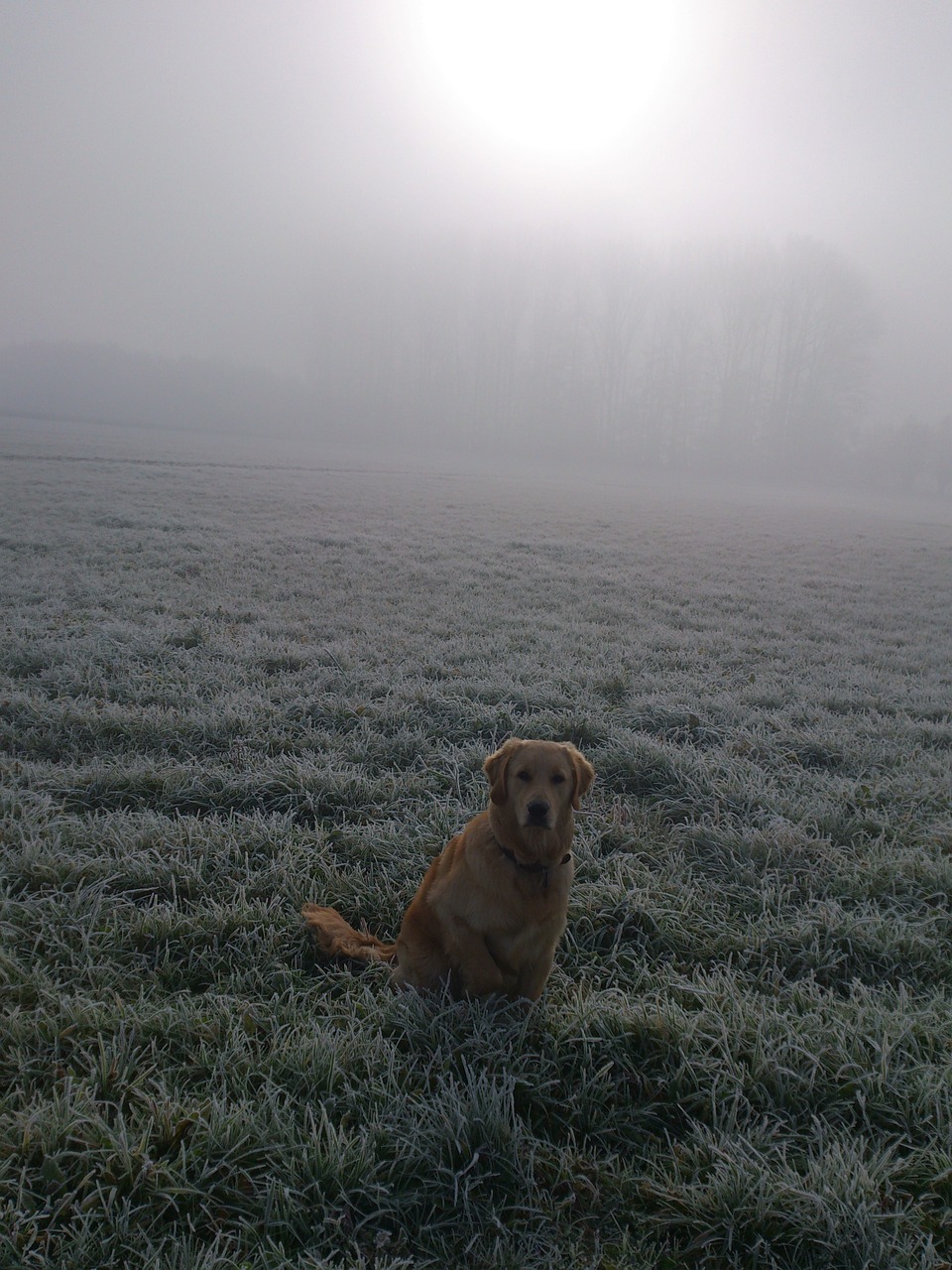 postkartenmotiv golden retriever dog free photo