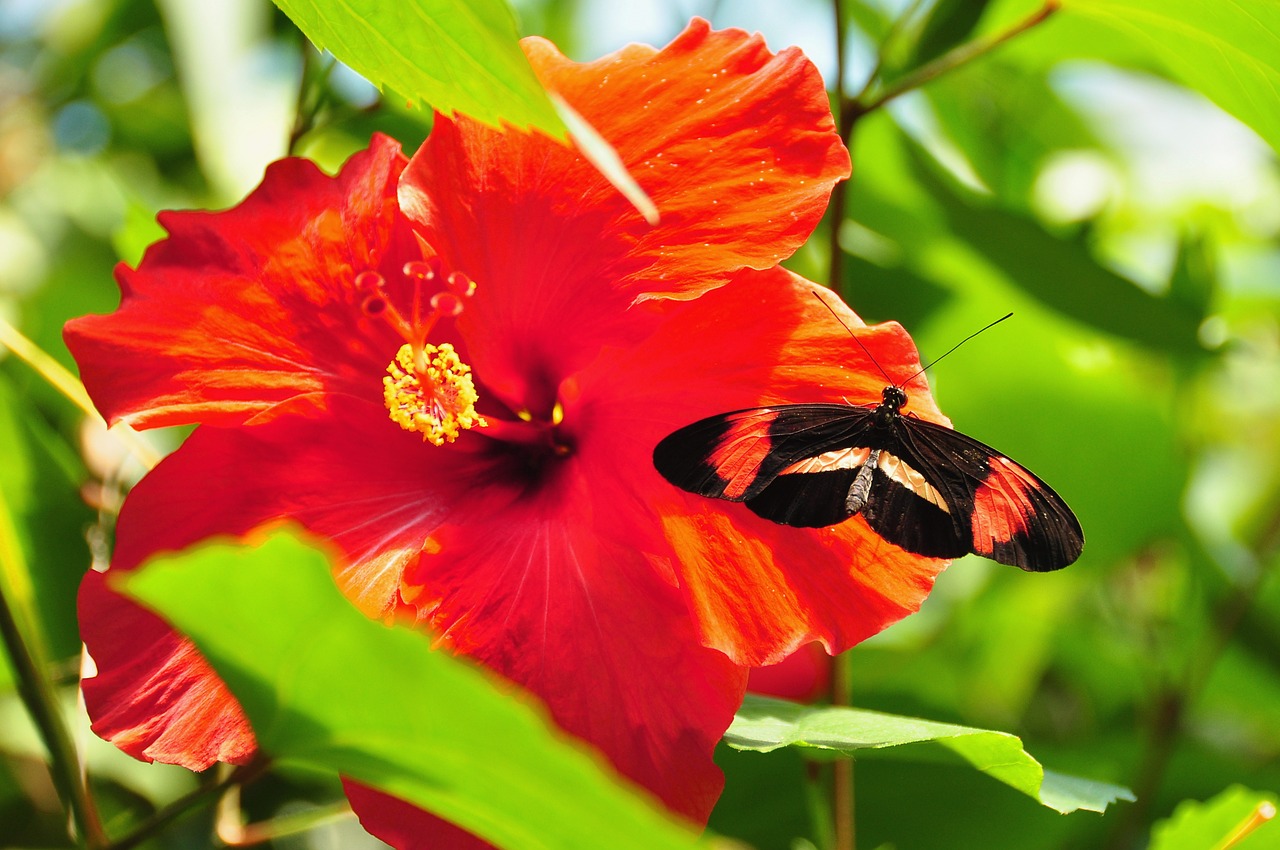 postman butterfly butterfly red and black butterfly free photo