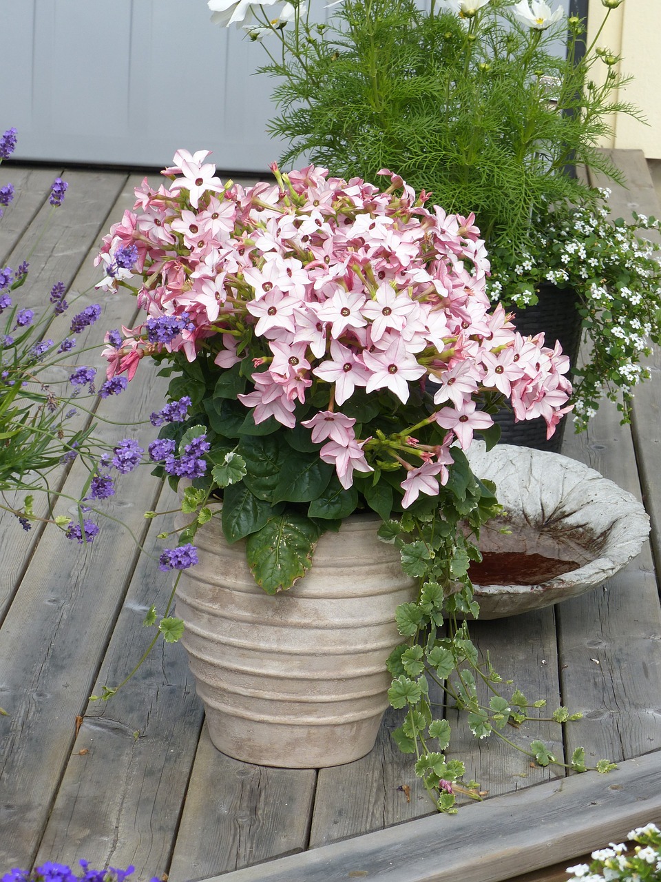 pot plant flowers free photo