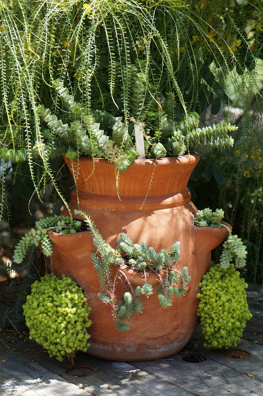 pot plants green free photo