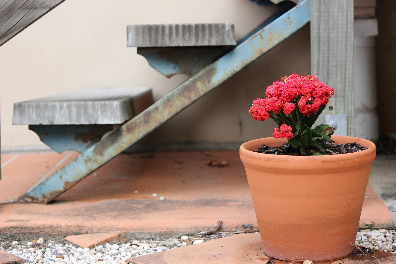 pot plant flower free photo