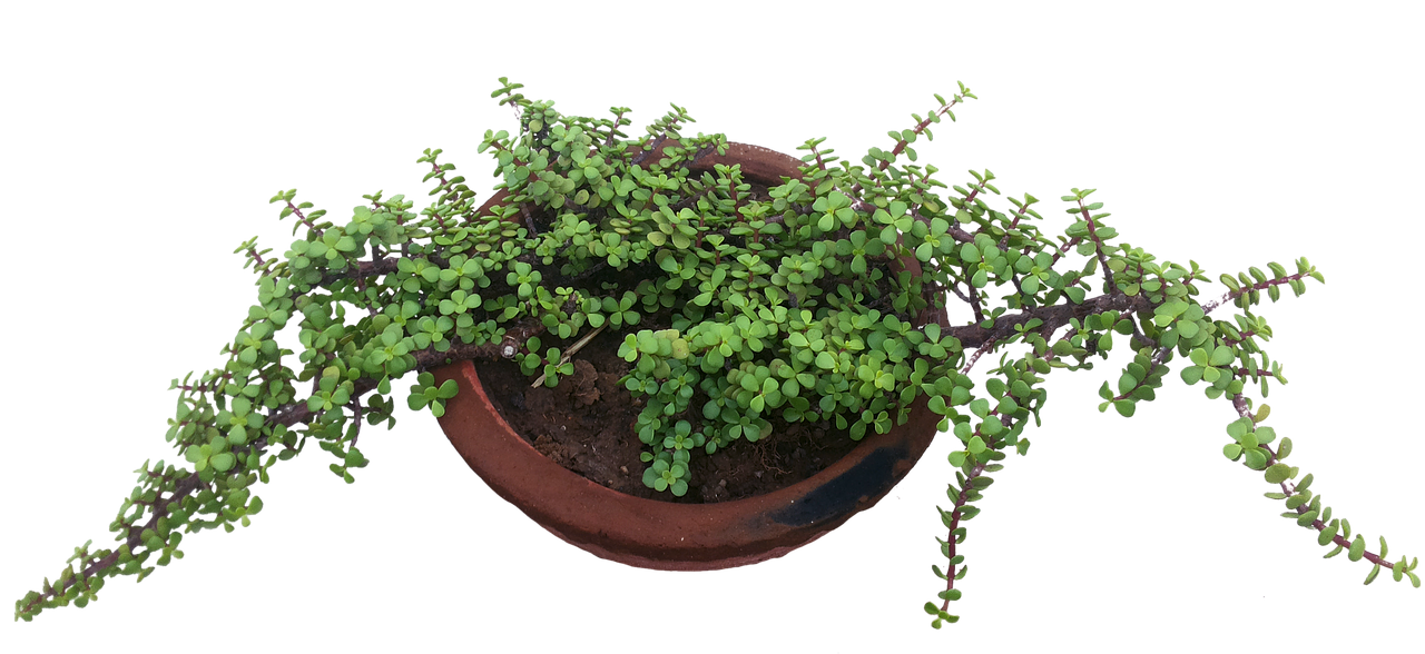 pot green plant nature free photo