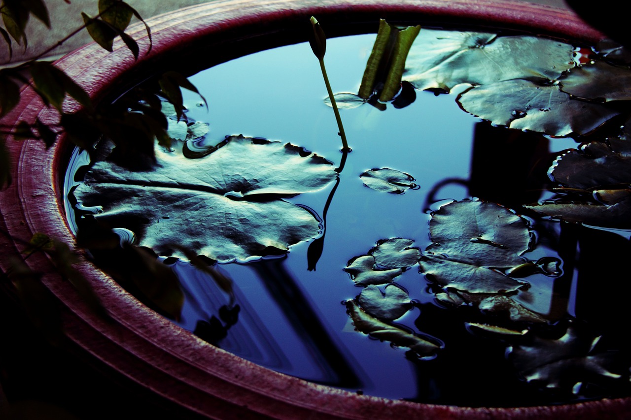 pot reflection leaves free photo