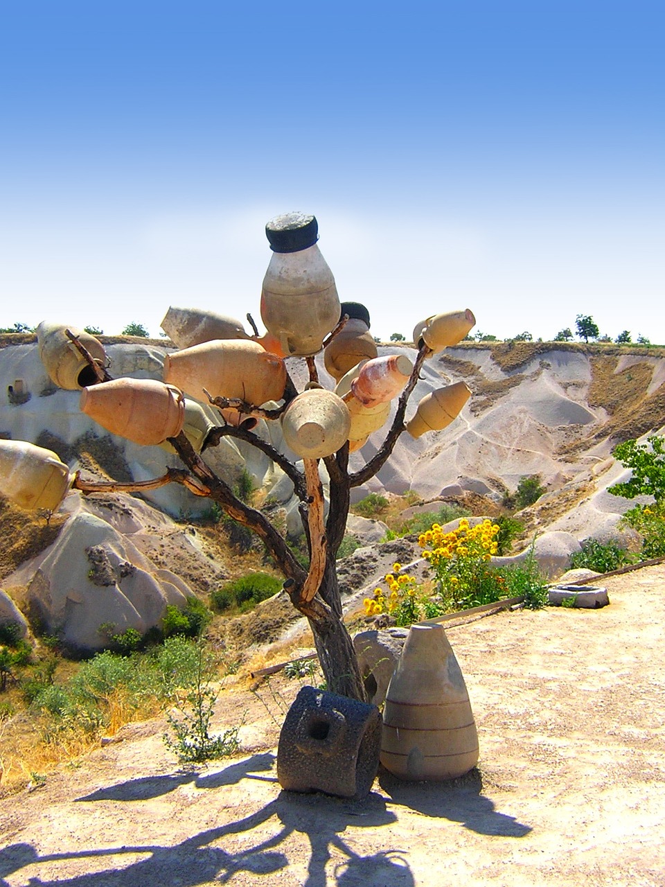 pot tree desert free photo