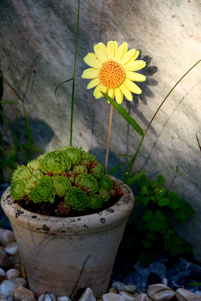 pot stone garden arrangement free photo