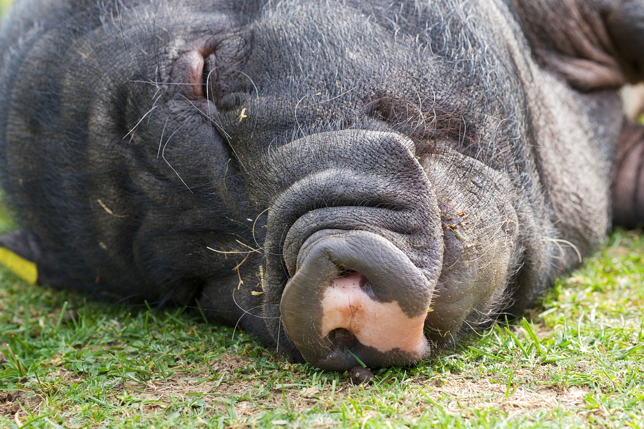 pot bellied pig pig sleep free photo