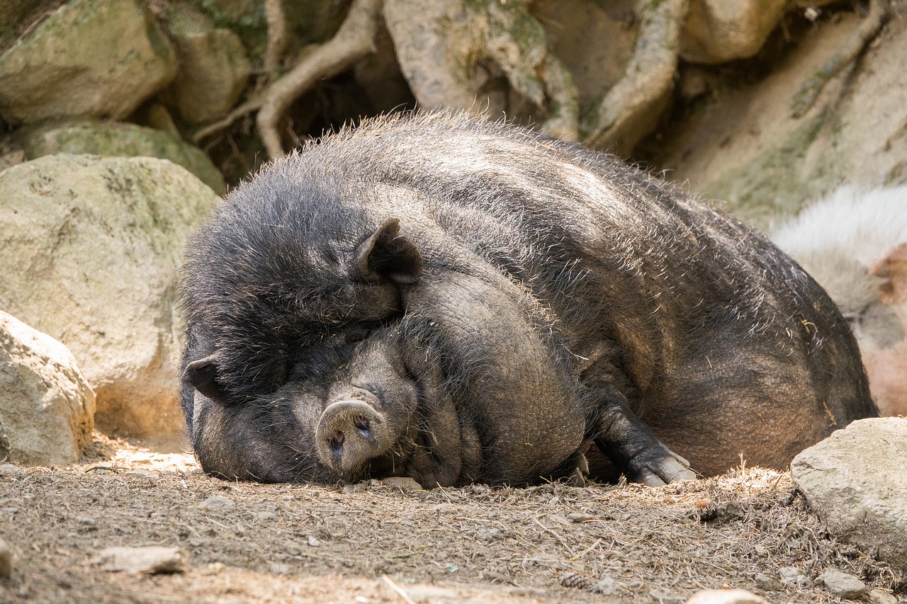 pot bellied pig pig fat free photo