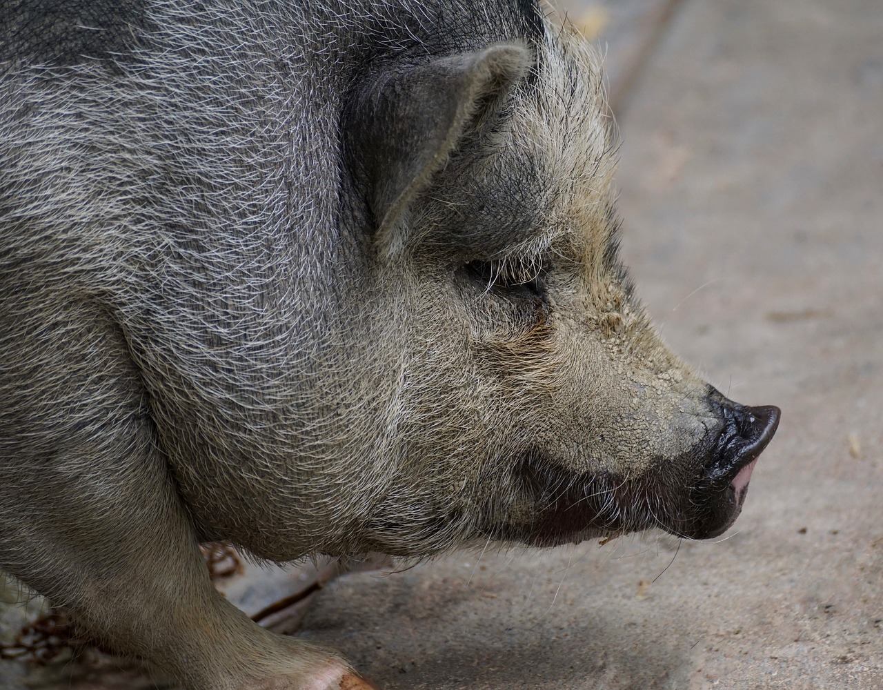 pot bellied pig pig domestic pig free photo