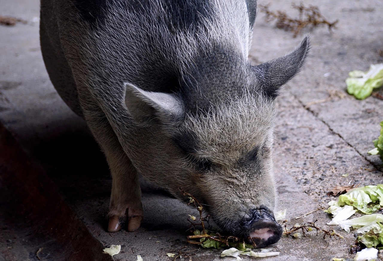 pot bellied pig pig domestic pig free photo