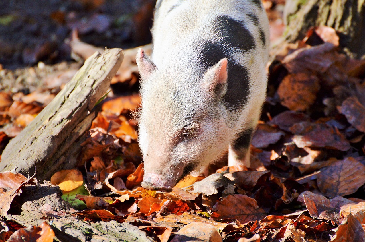 pot bellied pig pig piglet free photo