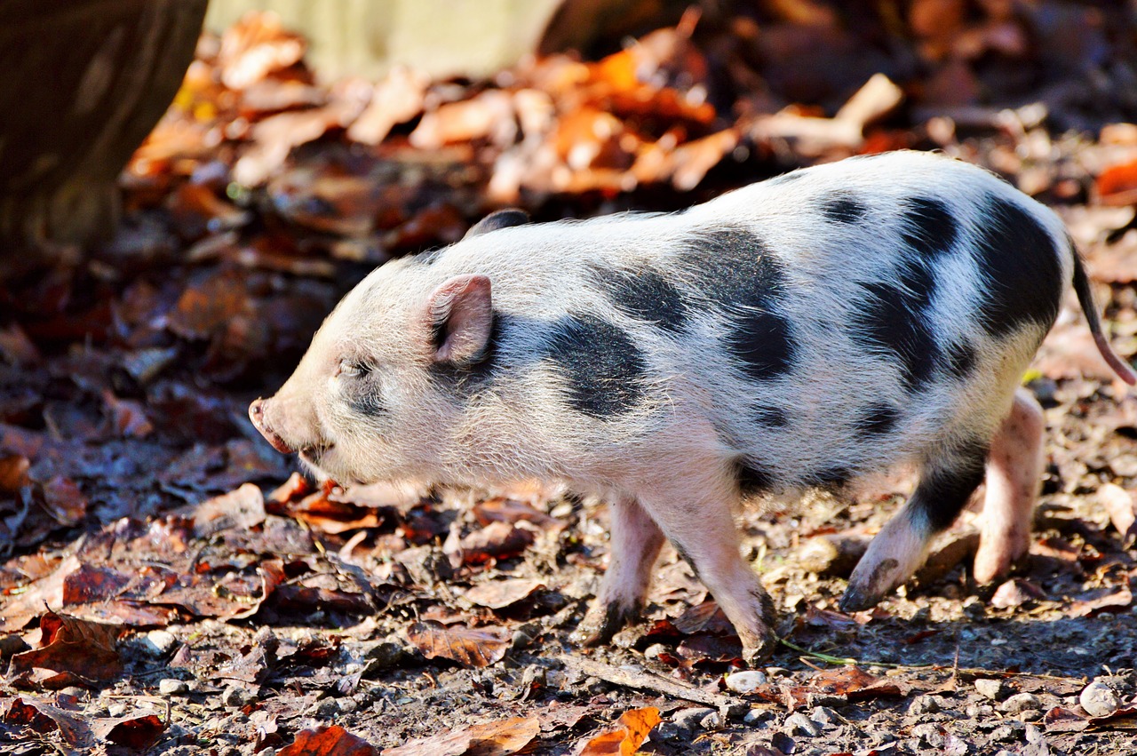 pot bellied pig pig piglet free photo