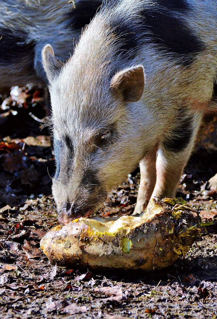 pot bellied pig pig piglet free photo