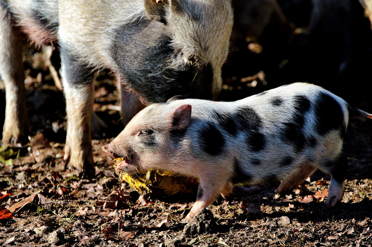 pot bellied pig pig piglet free photo