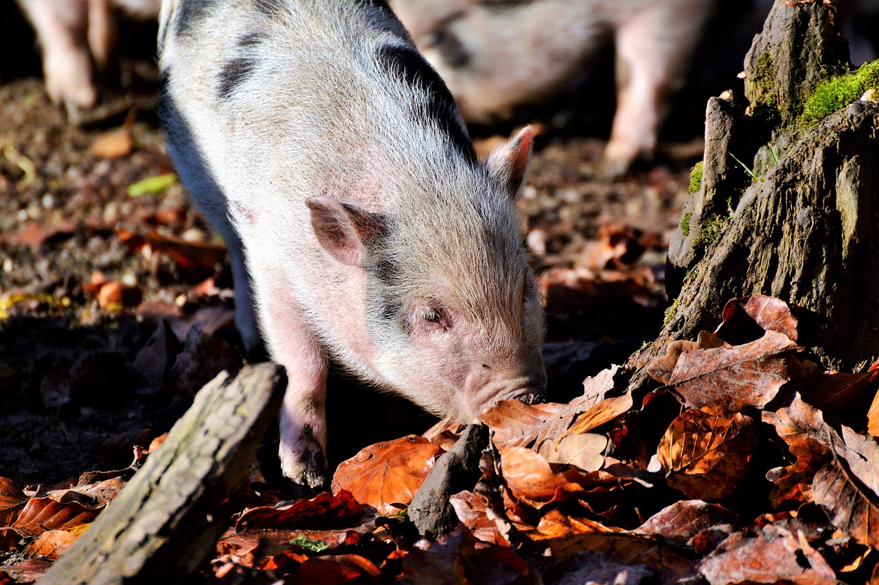 pot bellied pig pig piglet free photo