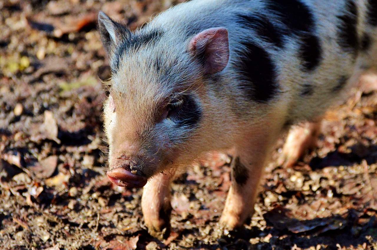 pot bellied pig pig piglet free photo