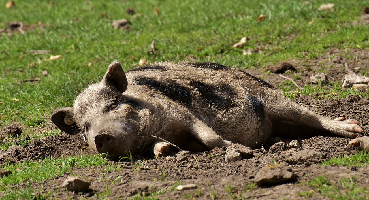 pot bellied pig  piglet  small pigs free photo