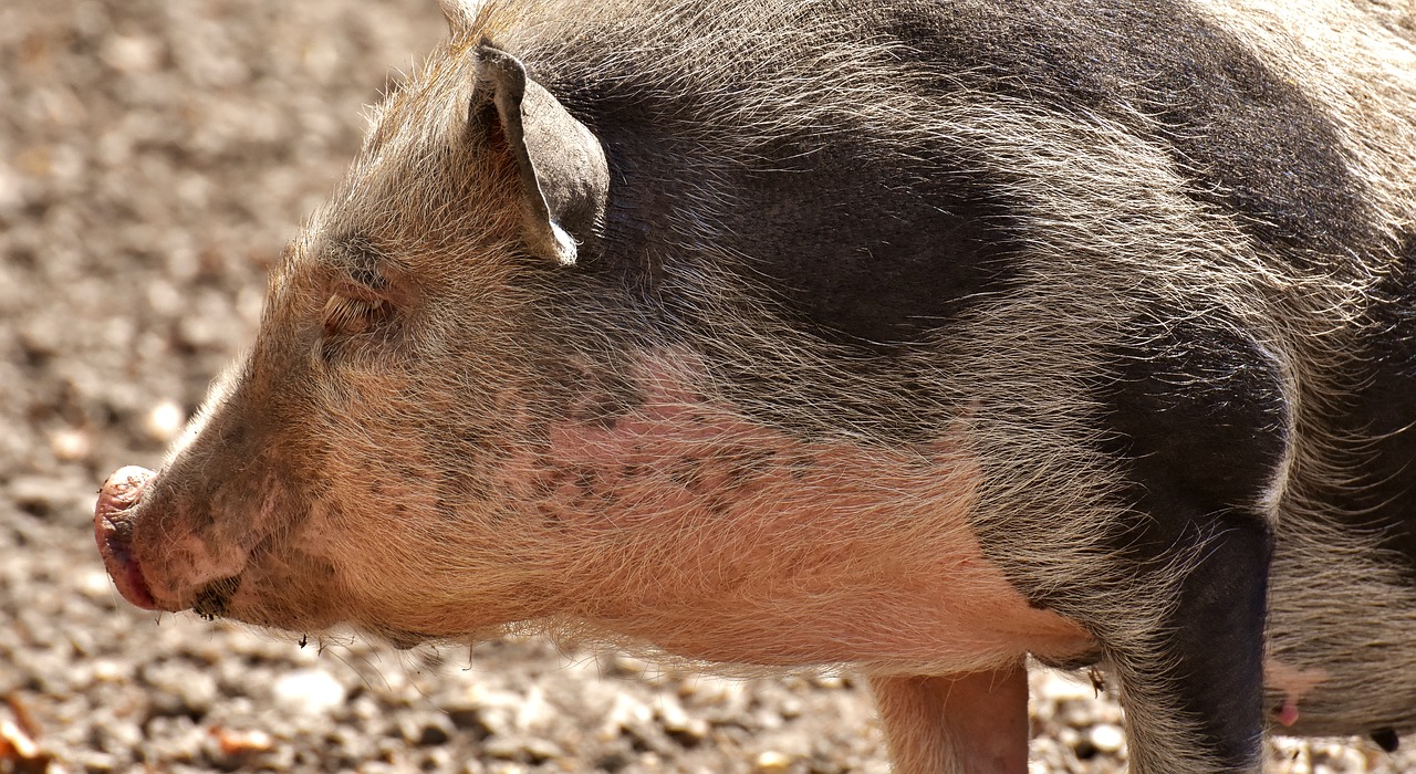 pot bellied pig  piglet  small pigs free photo