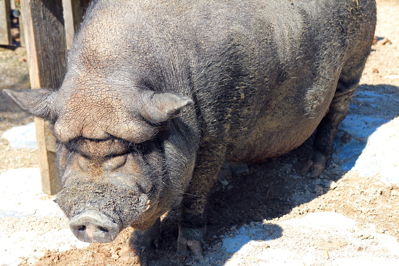 pot bellied pig pig sow free photo