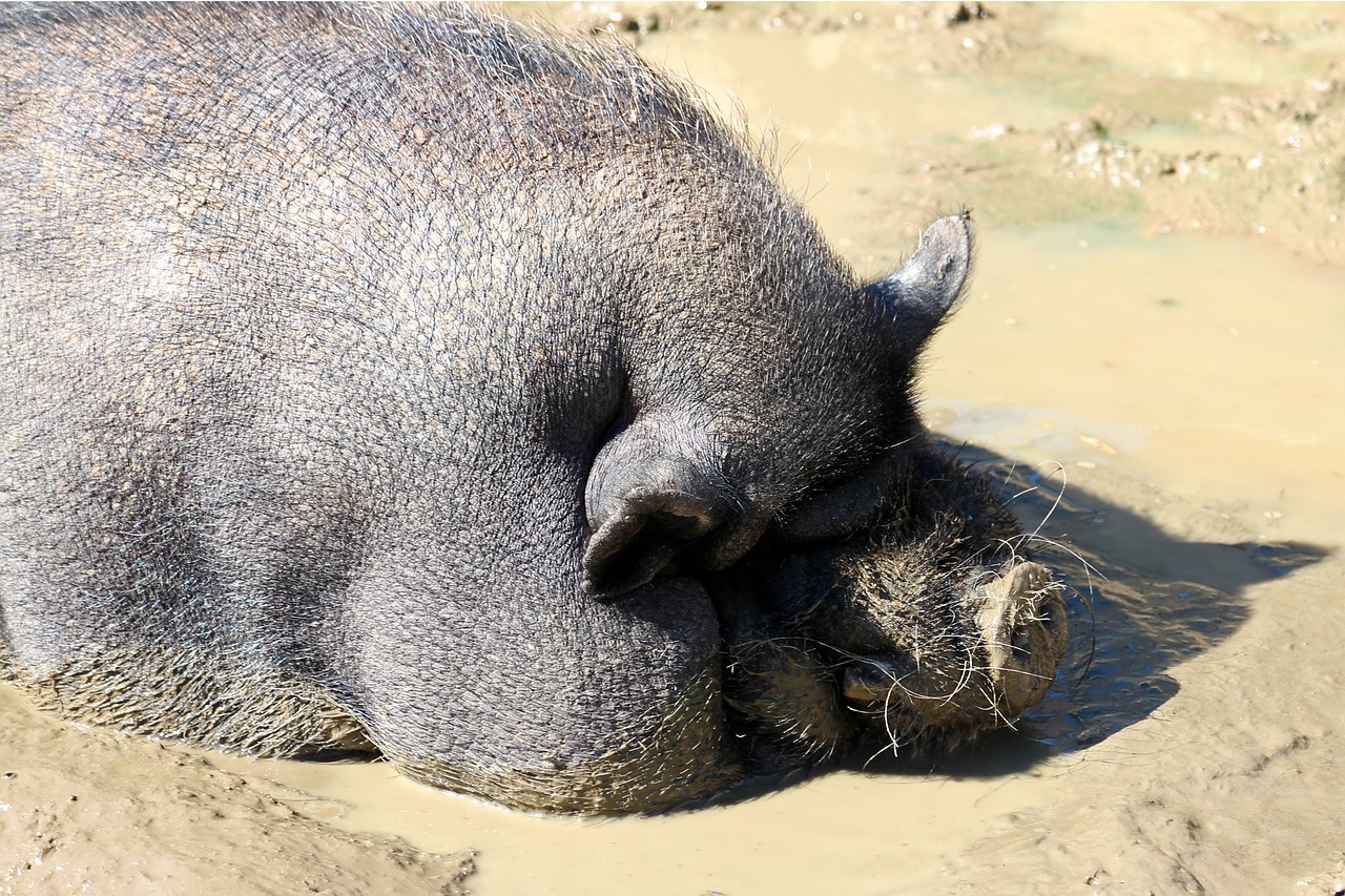 pot bellied pig pig dozing free photo