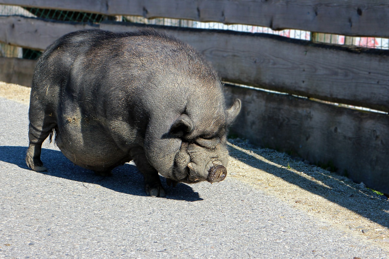 pot bellied pig pig sow free photo