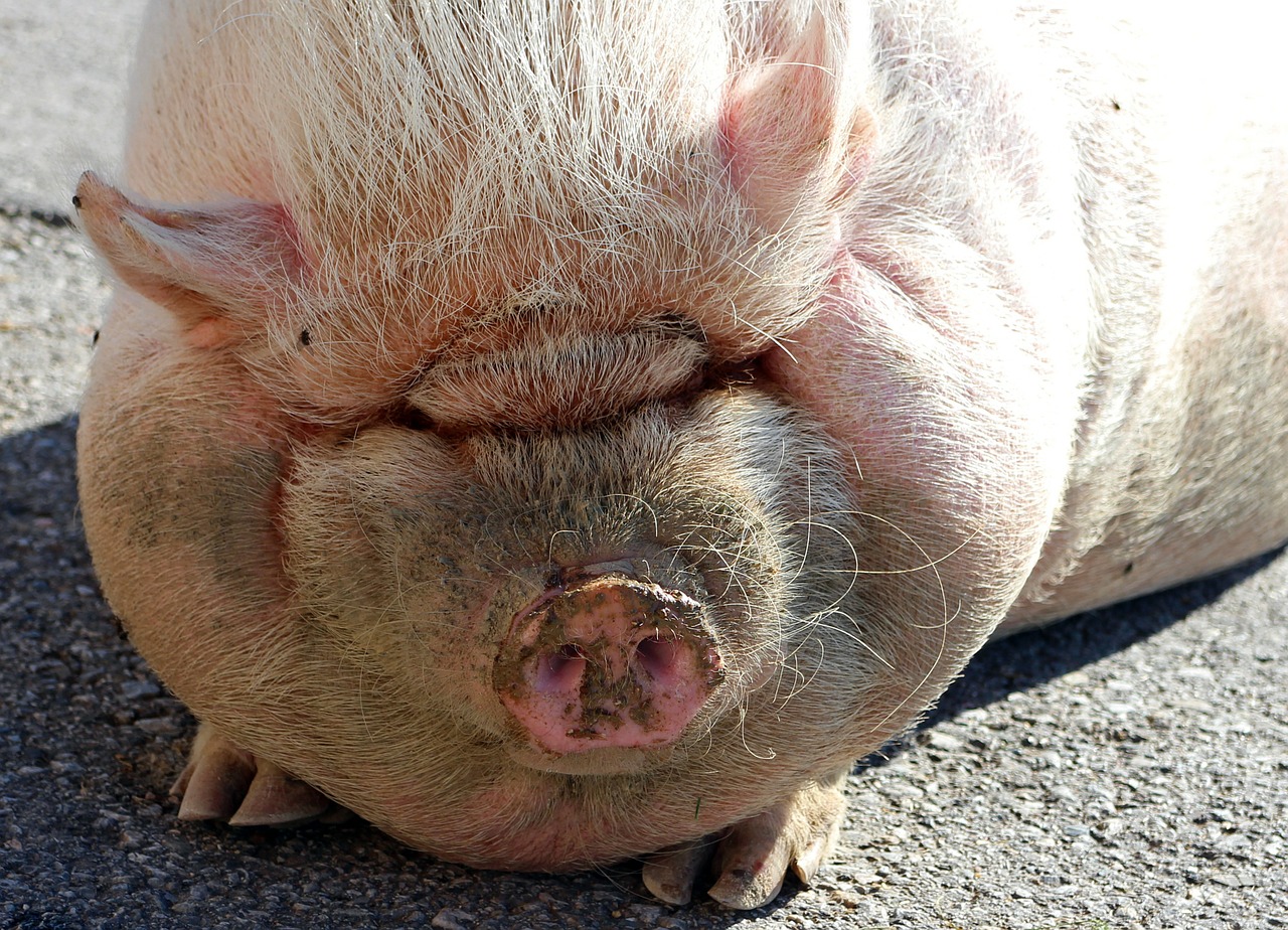 pot bellied pig pig sow free photo