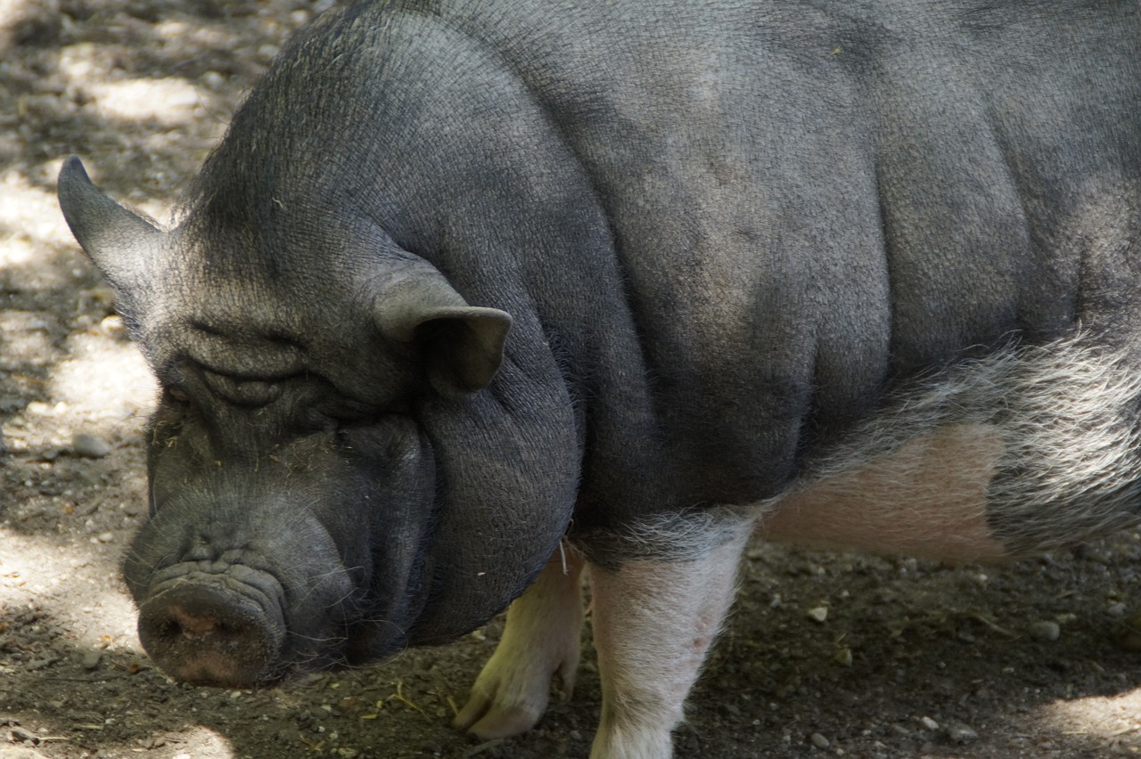 pot bellied pig pig ponderous free photo