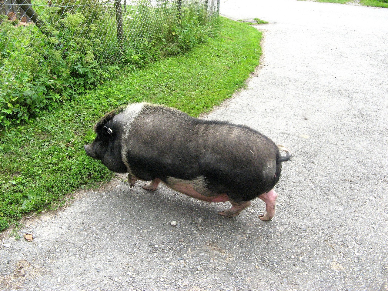 pot bellied pig animal pigs free photo