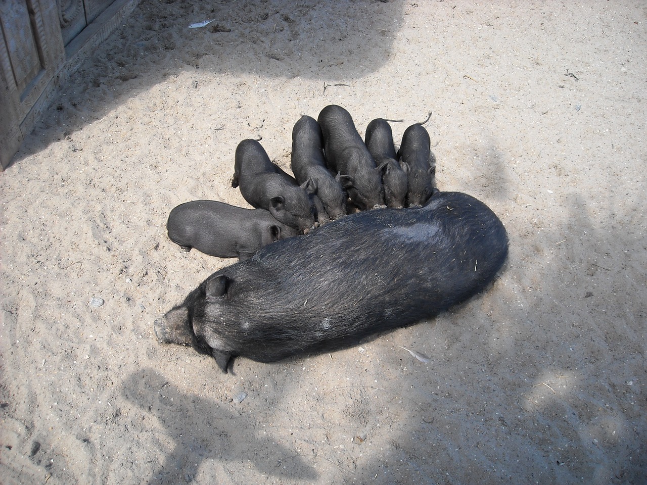 pot-bellied pigs animals pigs free photo
