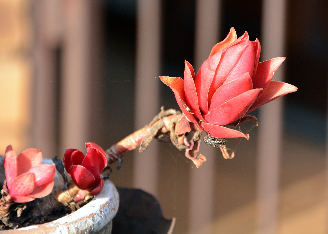 pot flower petals orange free photo