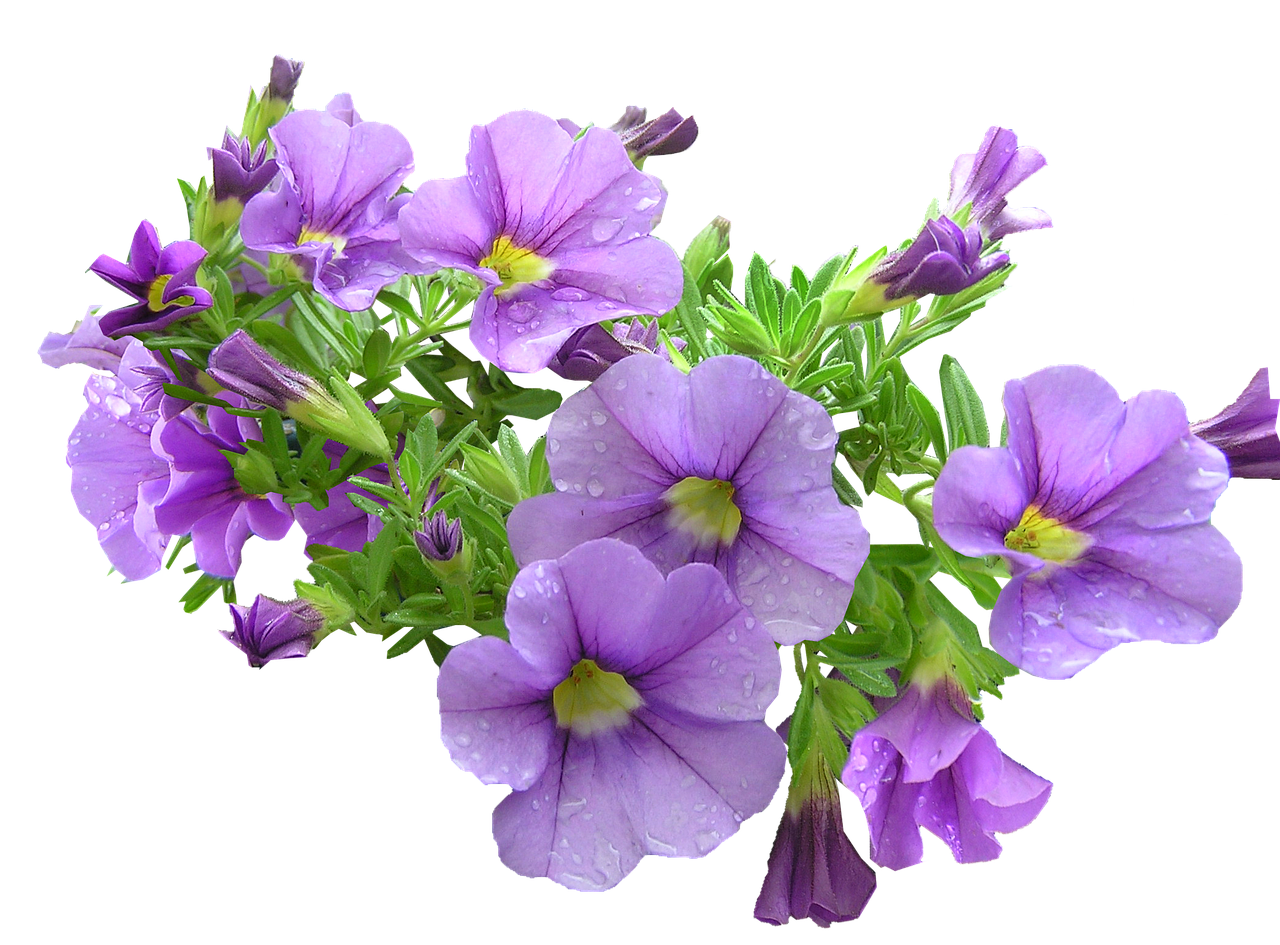 pot plant purple flowers free photo