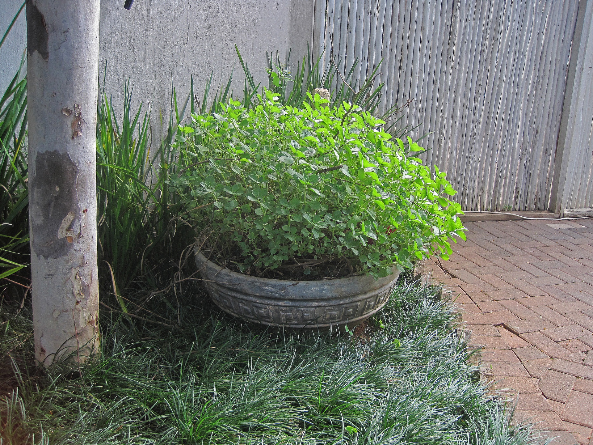 pot decrative plants greenery free photo