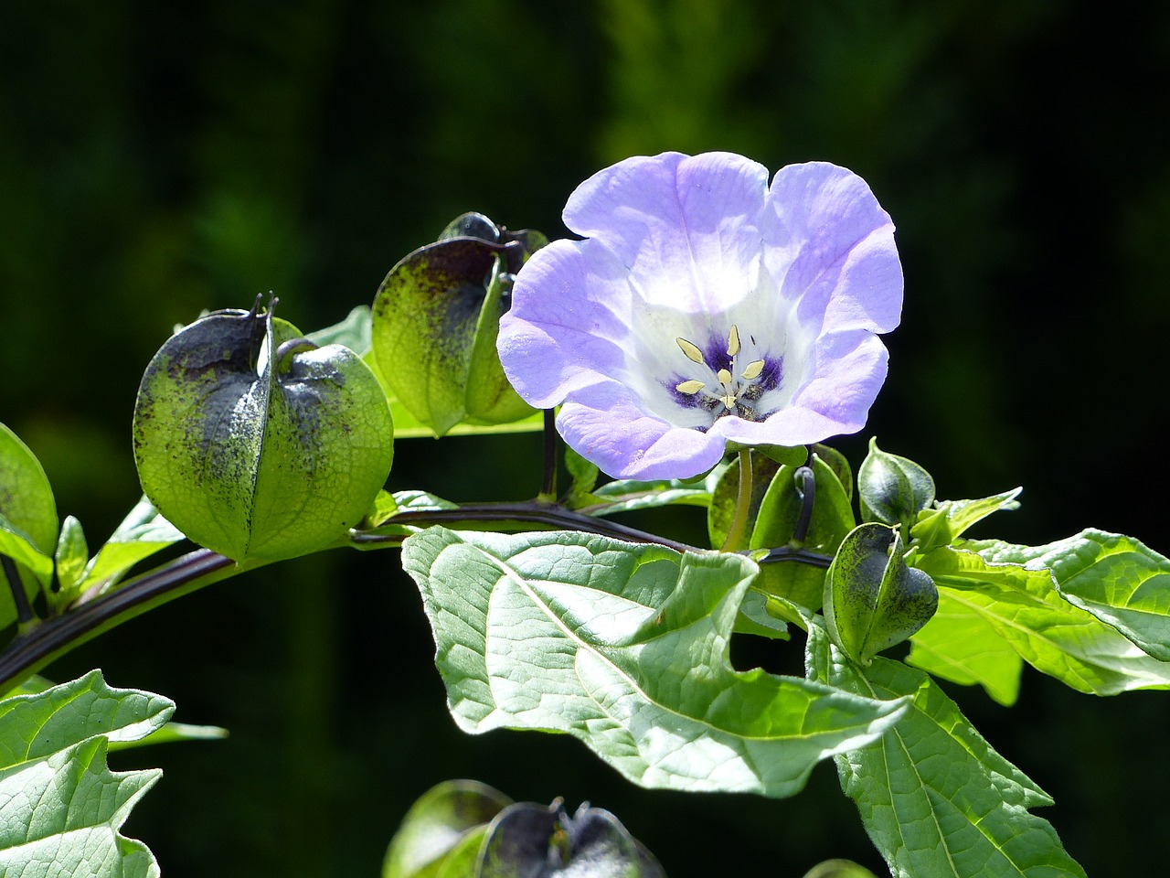 potatisblomma leaf blue free photo