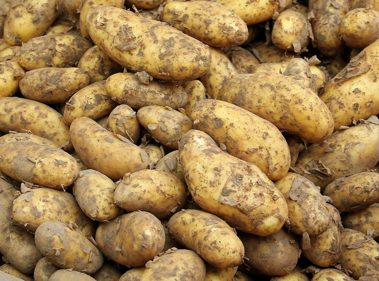potato new crop food free photo