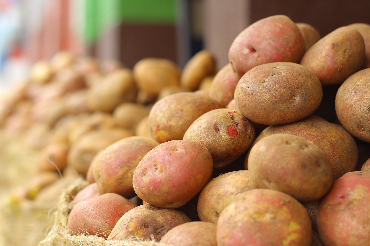 potato cultivation fruit free photo