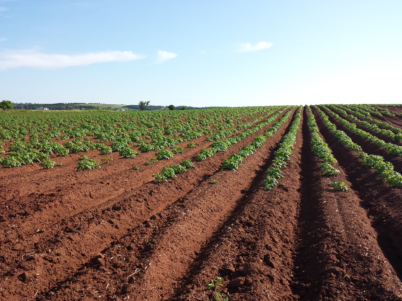 potato field crops free photo