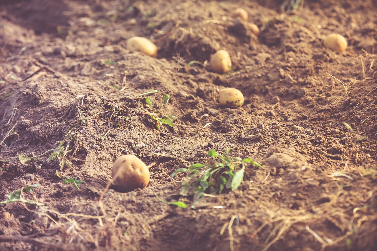 potato harvest field free photo