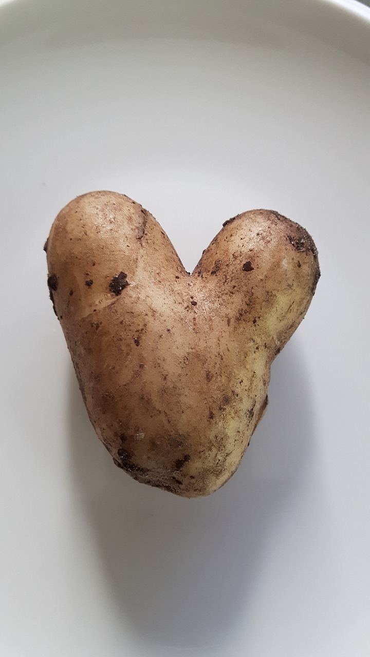 potato heart love free photo