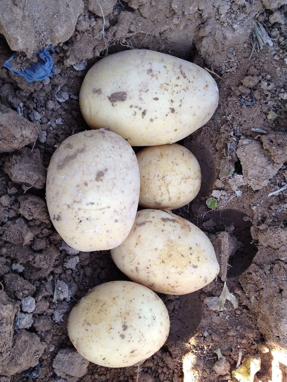 potato field murcia free photo