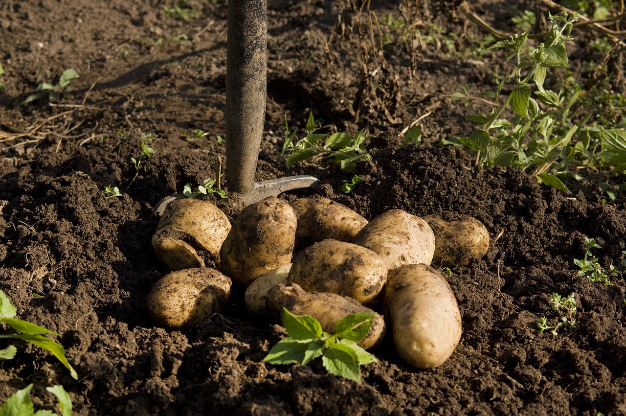 potato garden harvest free photo