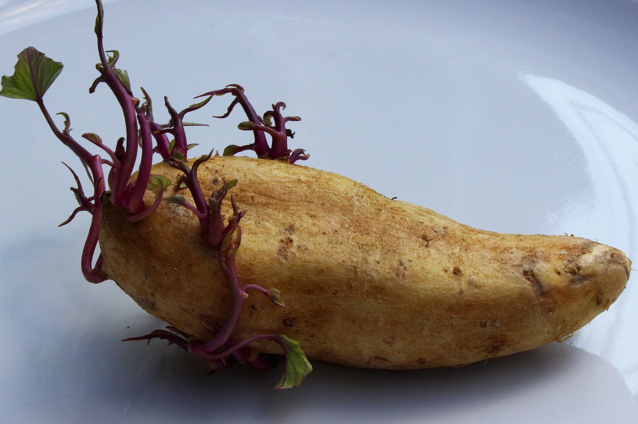 potato seed potato vegetable free photo