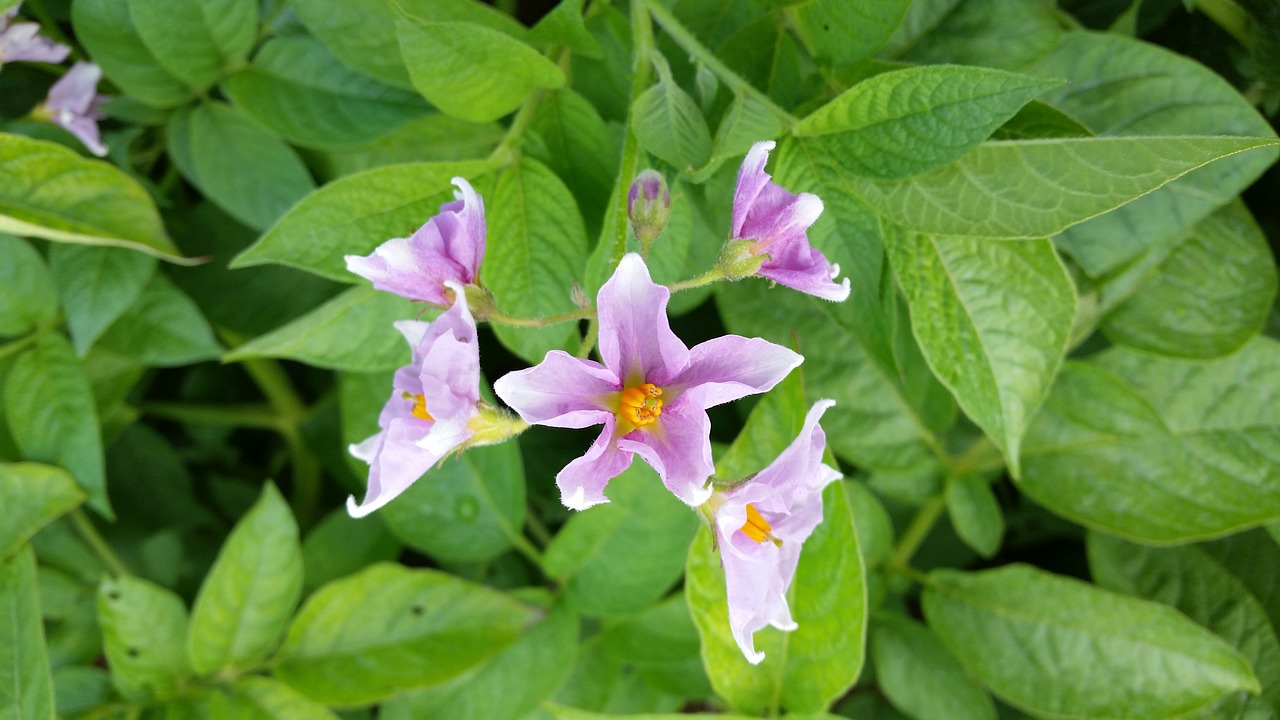 potato flower blossom free photo