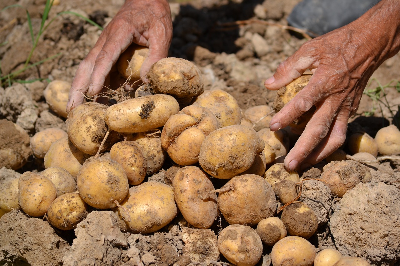 potato agriculture farm free photo