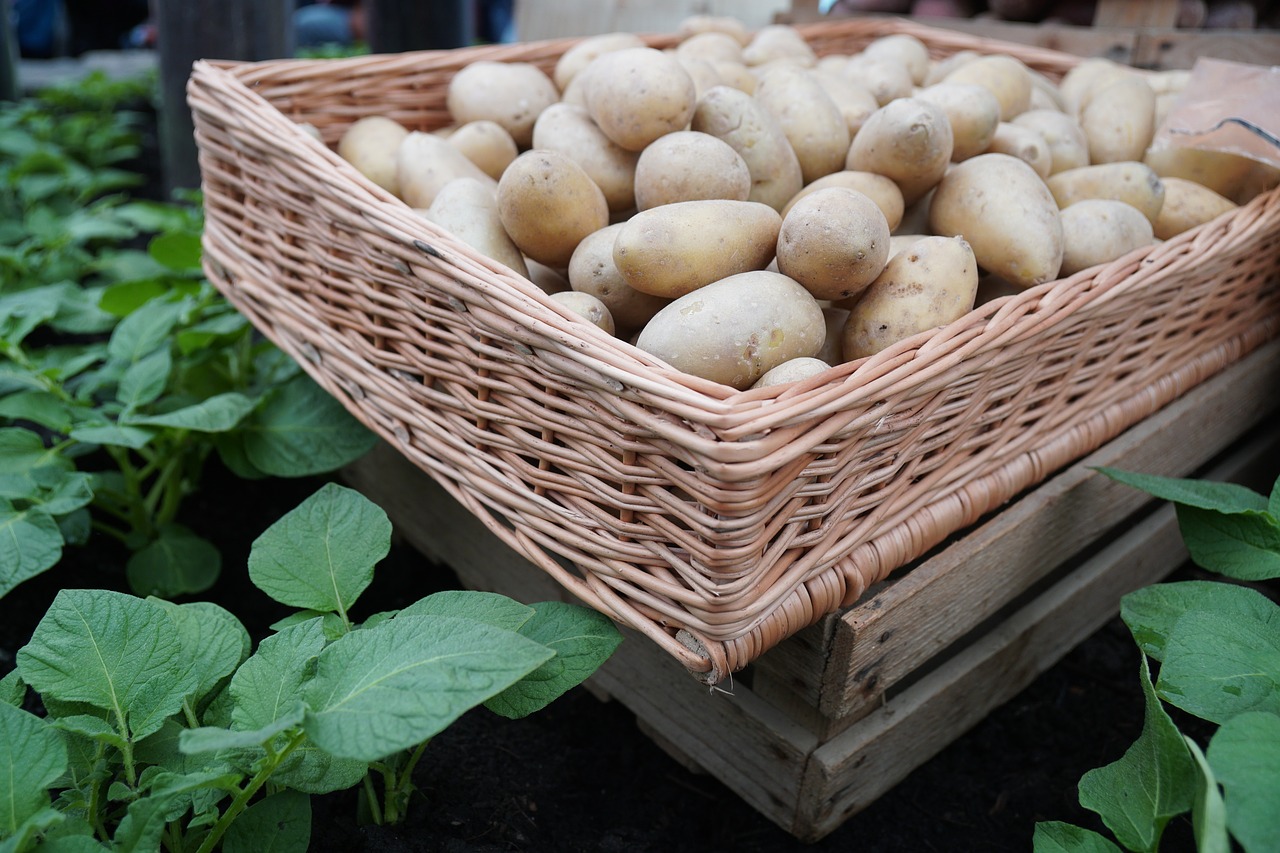 potato  basket  food free photo