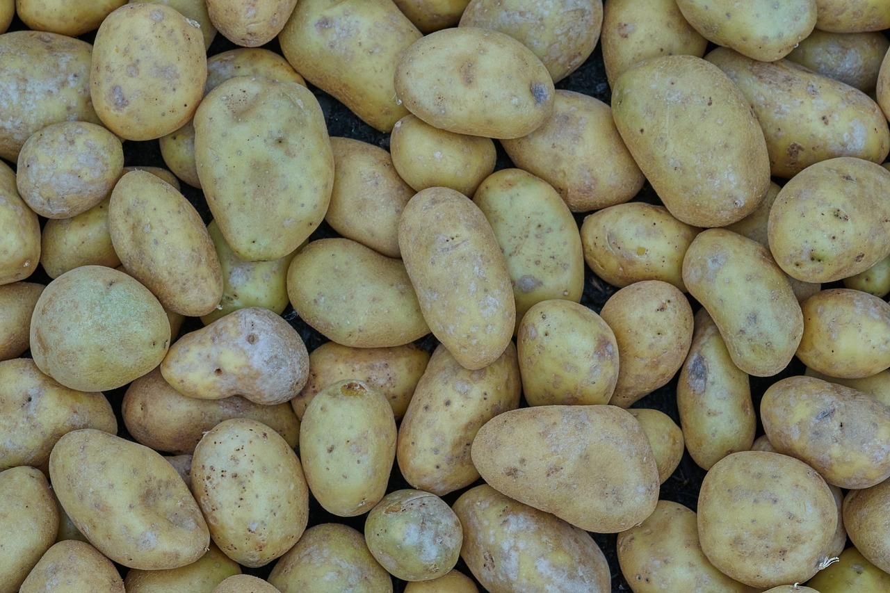 potato  harvest  eat free photo