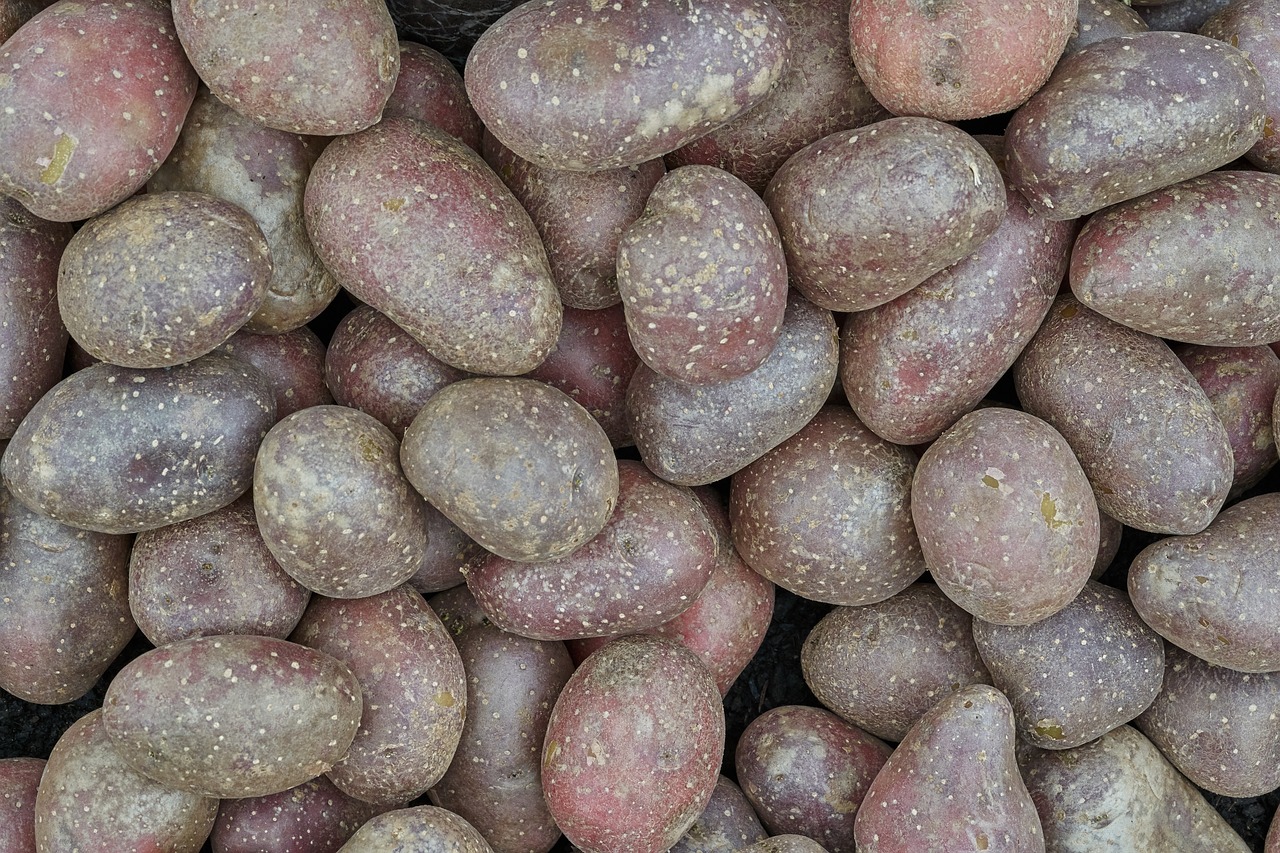 potato  harvest  eat free photo