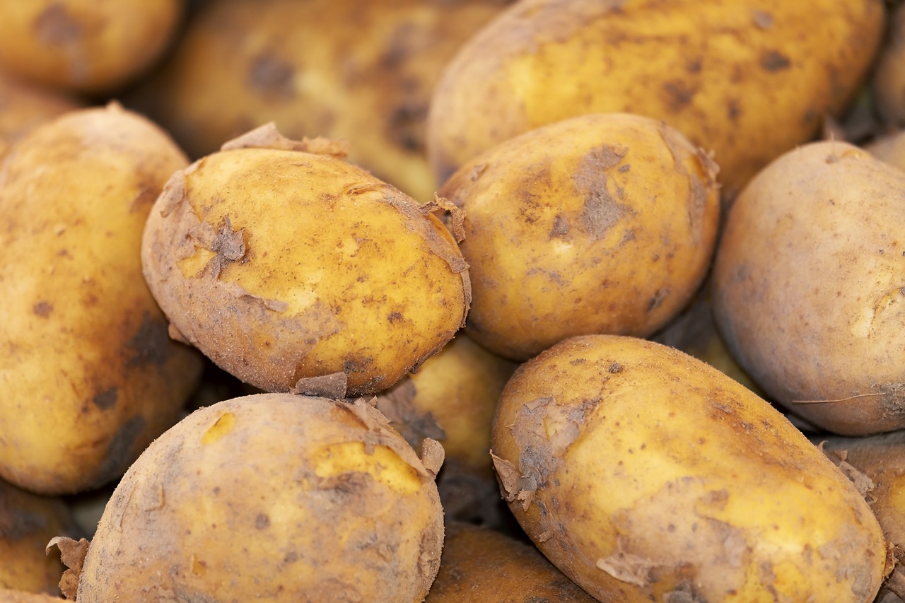 potato  new crop  erdfrucht free photo