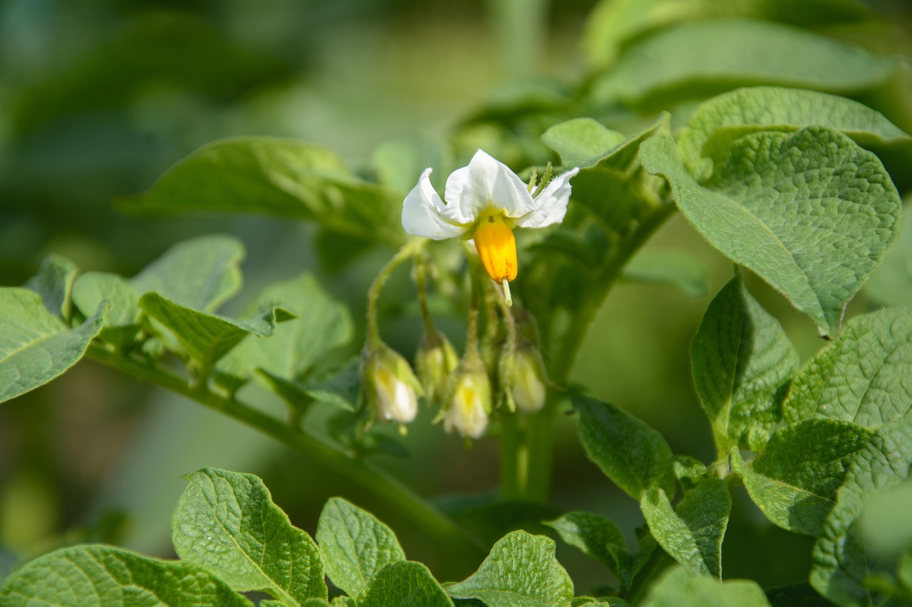 potato  plant  food free photo