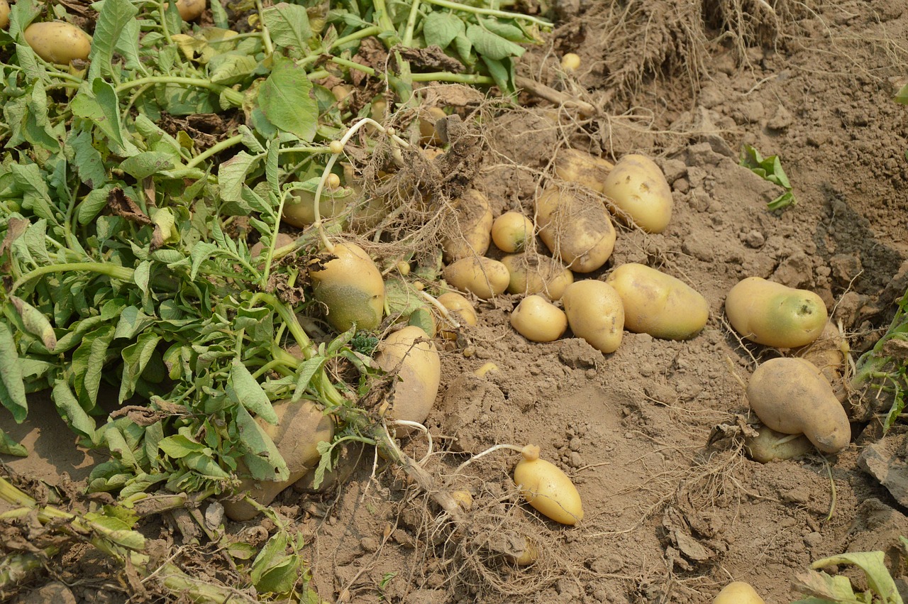 potato harvest crop free photo